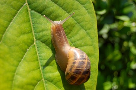 Shell animal wildlife