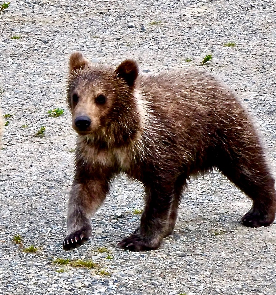 435's Cub (skiiny) 6-30-20 NPS Photo/N. Boak