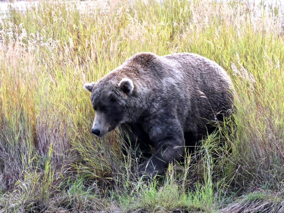 The hardest working bear at Brooks: 480 Otis   NPS Photo/ N. Boak
