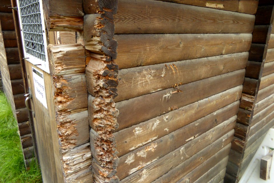 bear damage to fish freezing building at Brooks Camp