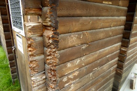 bear damage to fish freezing building at Brooks Camp