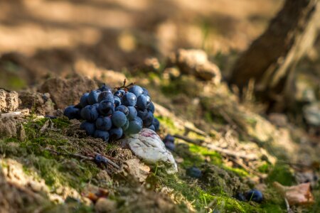 Wine winegrowing grapevine