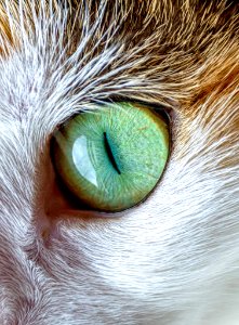 cat eye photo