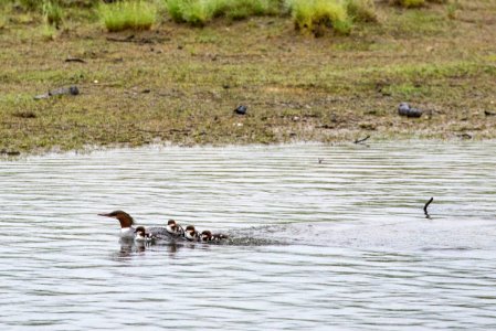 06062017-BrooksRiver-Mergansers-RTaylor-NPS photo