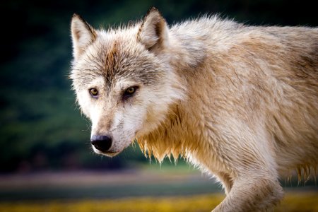 Coastal Wolf7