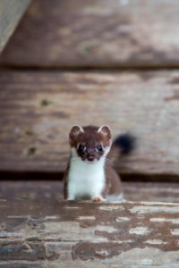 08072017-SatelliteStairs-Ermine-LLaw-NPS (14)