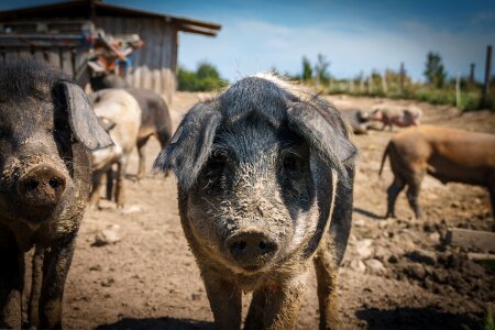 Mammal happy pig farm photo