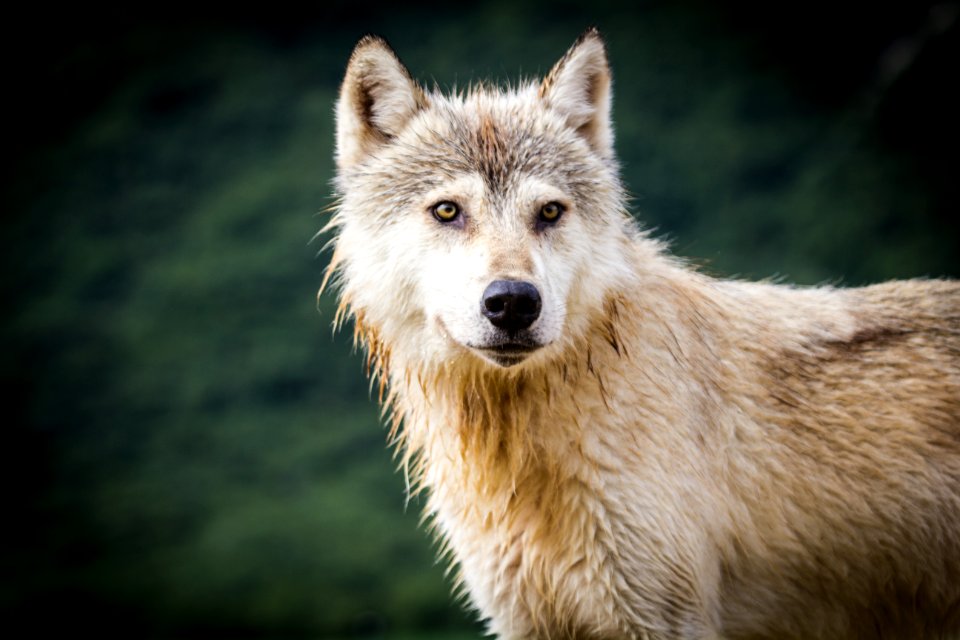 Coastal Wolf6
