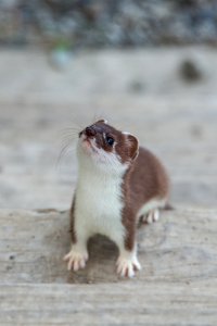08072017-SatelliteStairs-Ermine-LLaw-NPS (12)