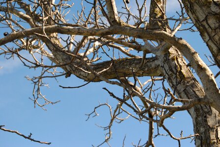 Trunk branches winter photo