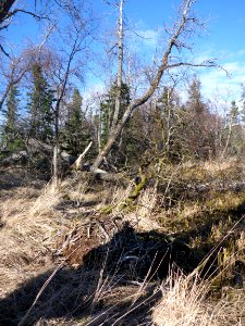 Fallen Eagle Nest, Brooks Camp 04072016 - 05
