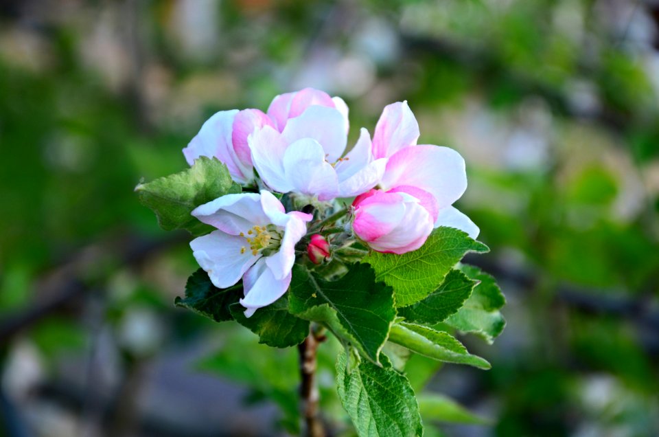 Apple Flower photo