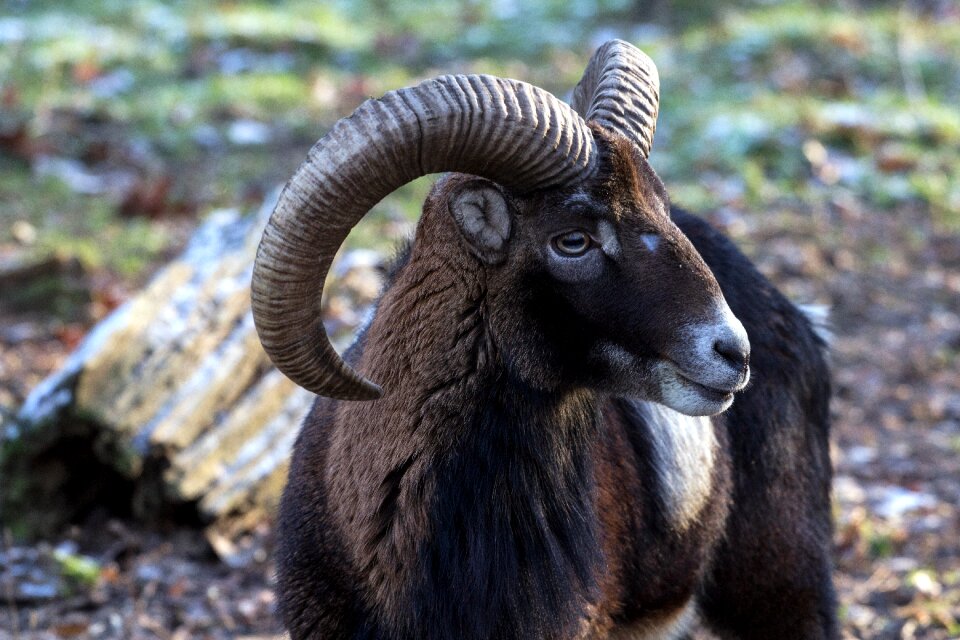 Capricorn wild animals