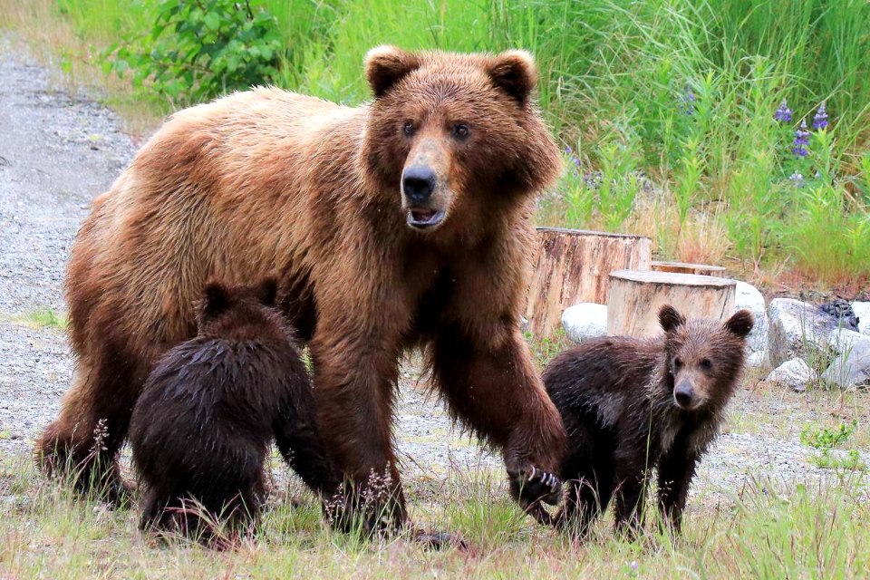 A brown bear sow with two spring cubs Photo courtesy M. Whalen