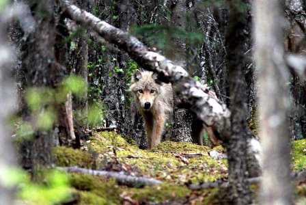Wolf at Beaver Pond Rd NPS Photo/ J. Hower