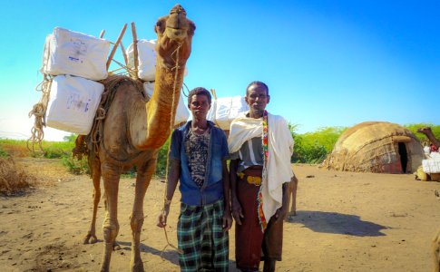 Camels Fight Malaria in Ethiopia