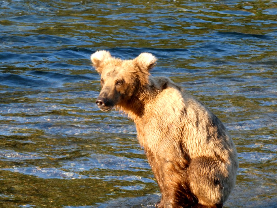 909: By fall I'll grow into my ears. NPS Photo/ N.Boak
