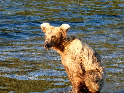909: By fall I'll grow into my ears. NPS Photo/ N.Boak