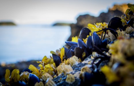 Mussles and barnacles