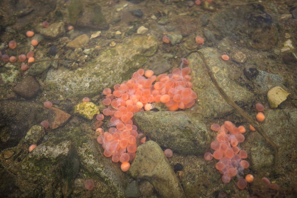 20170827-crosswinds-salmoneggs-amrnps-1