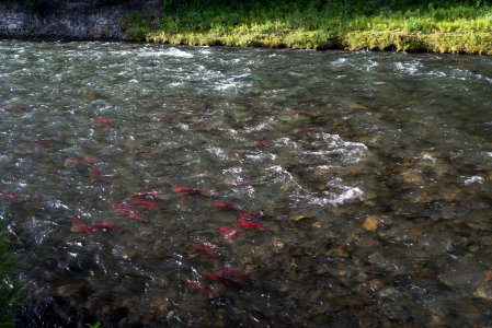 Salmon in a backcountry creek photo