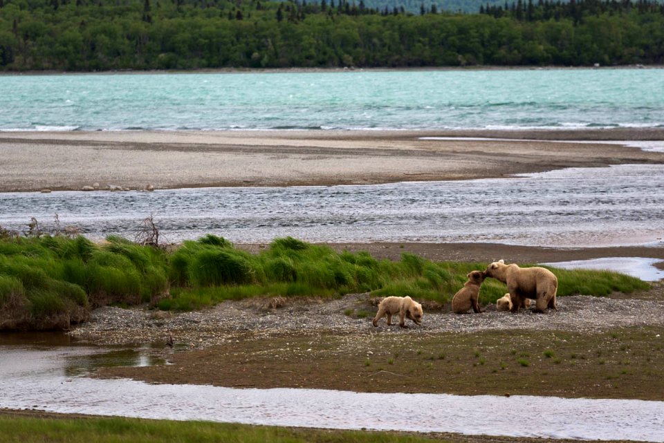 06062017-LowerPlatformBrooksRiverNaknek=Bear128family-RTaylorNPS