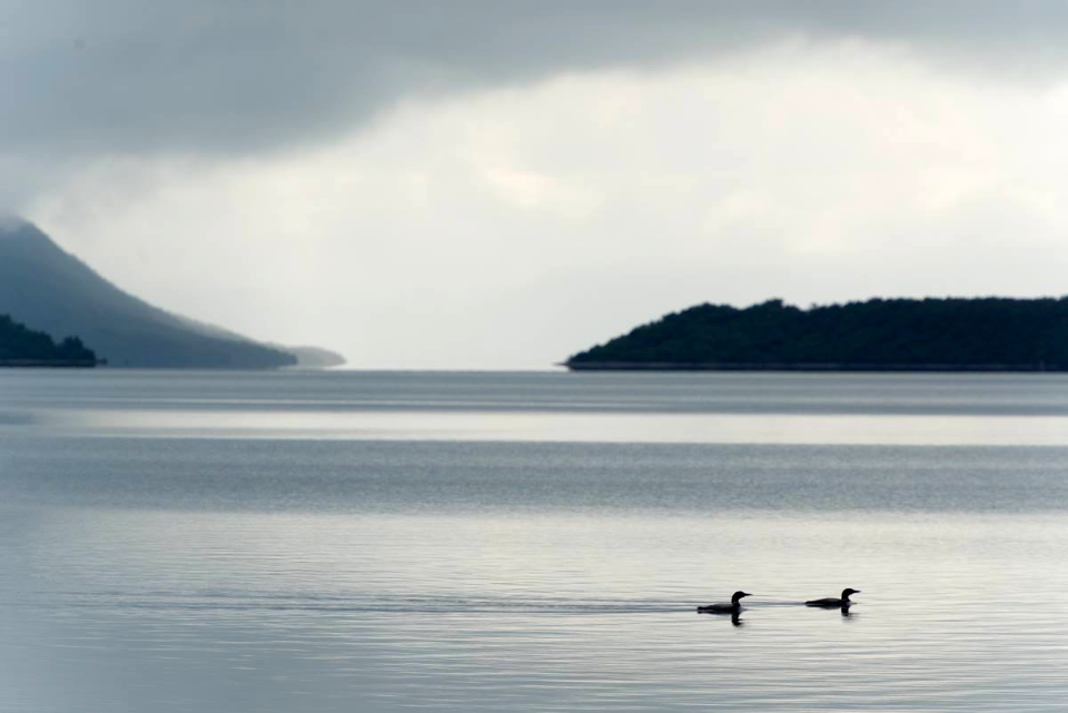 Common Loons on Naknek Lake NPS Photo/R. Taylor