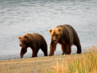 Bear #132