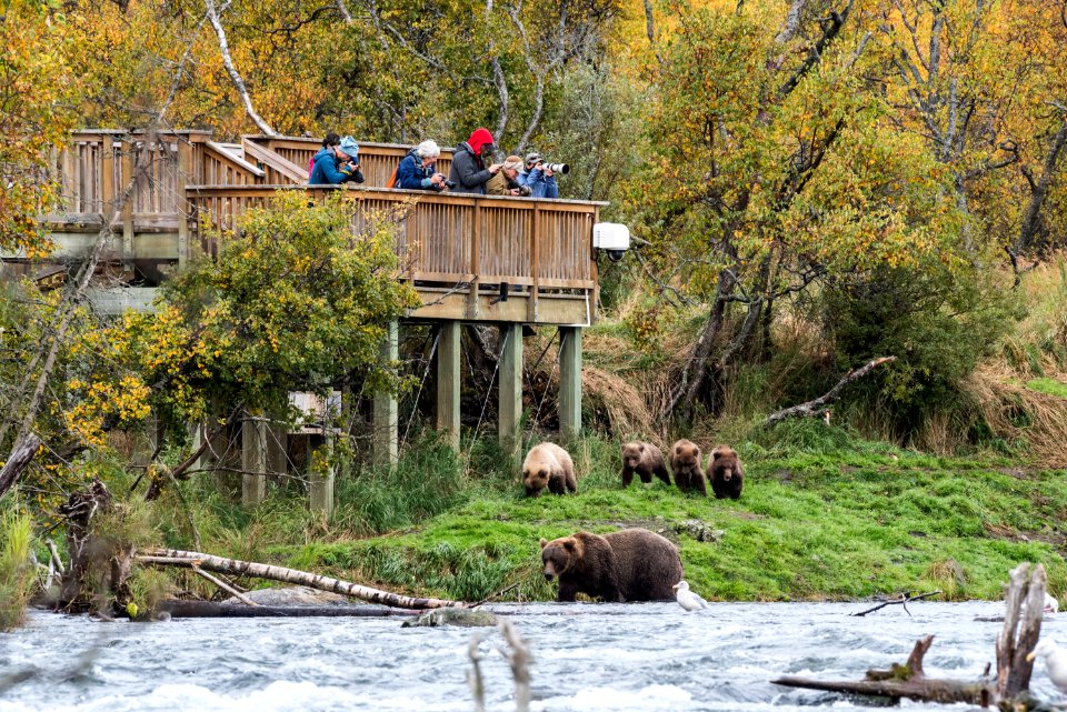 Bear 402 and cubs beneath the Falls platform