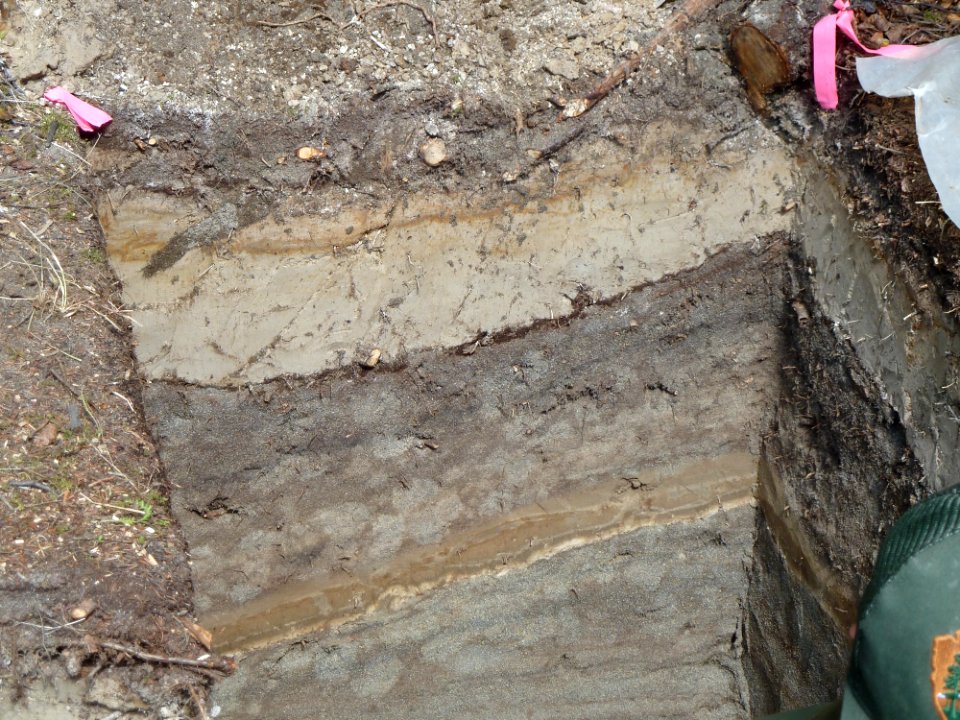 Soil Profile Showing 1912 ash layer and ash C, Archeological Compliance Excavation Near Brooks Camp Visitor Center