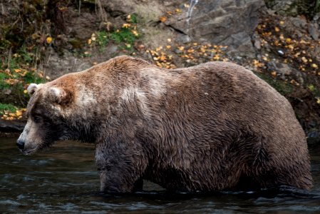 480 Otis on the Brooks River, October 3, 2018