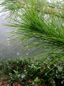 石碇千島湖溿，松針雨露
