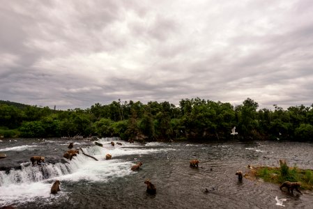 Brooks Falls 07.14.18 NPS PhotoRuss Taylor