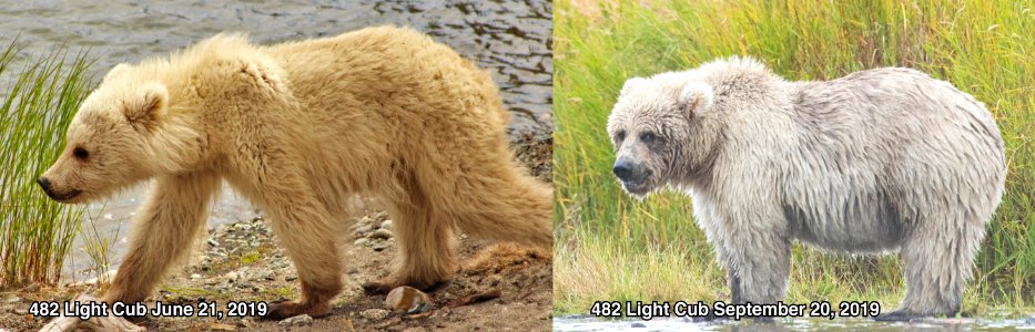 482 Cub Comparison