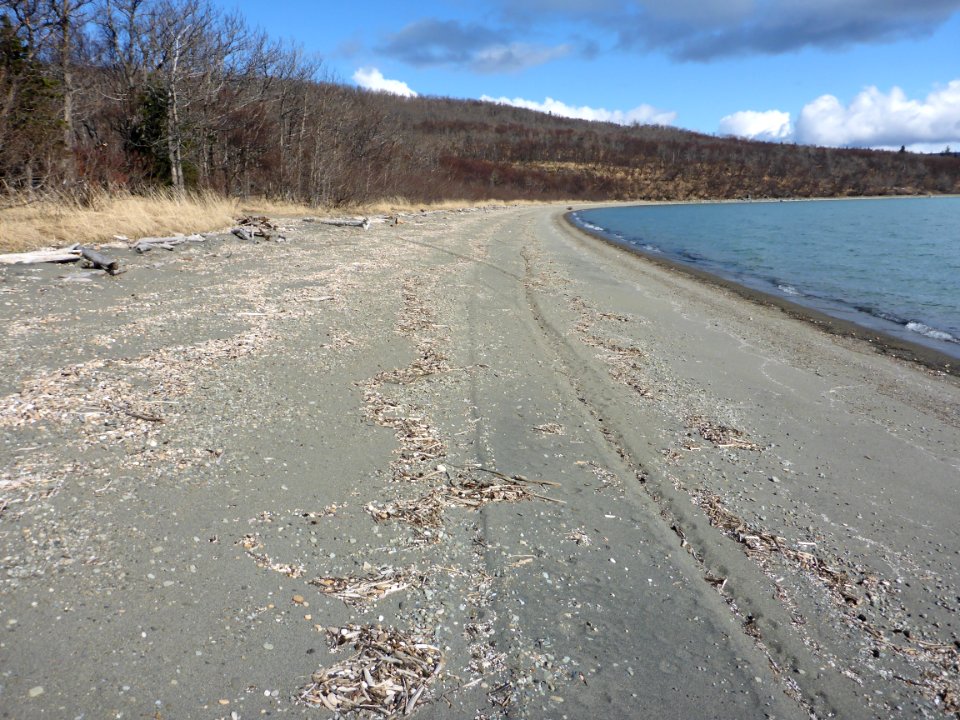 Beach at Brooks Camp 04072016 - 48