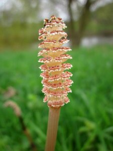 Wildflower inflorescence flora