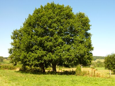 Trees countryside air