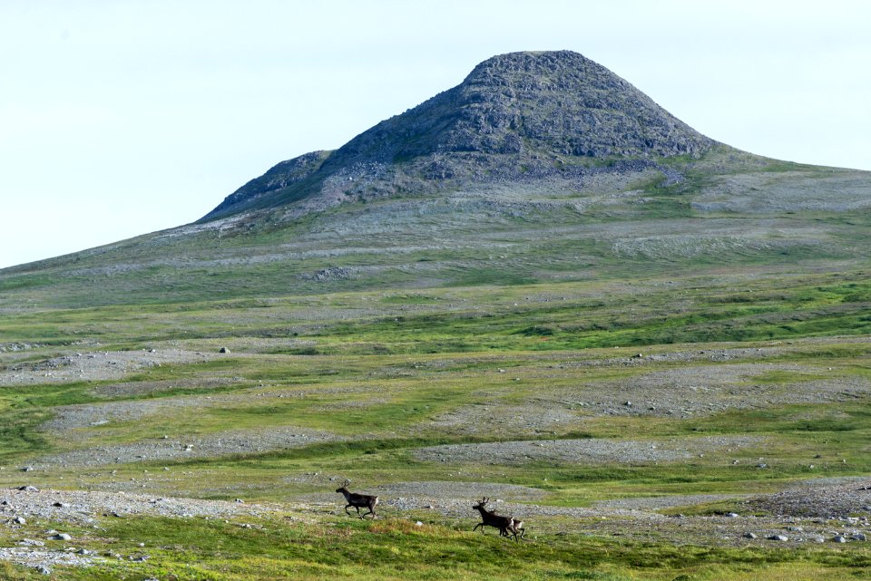 Caribou run across tundra, Katmai Preserve NPS Photo/Russ Taylor