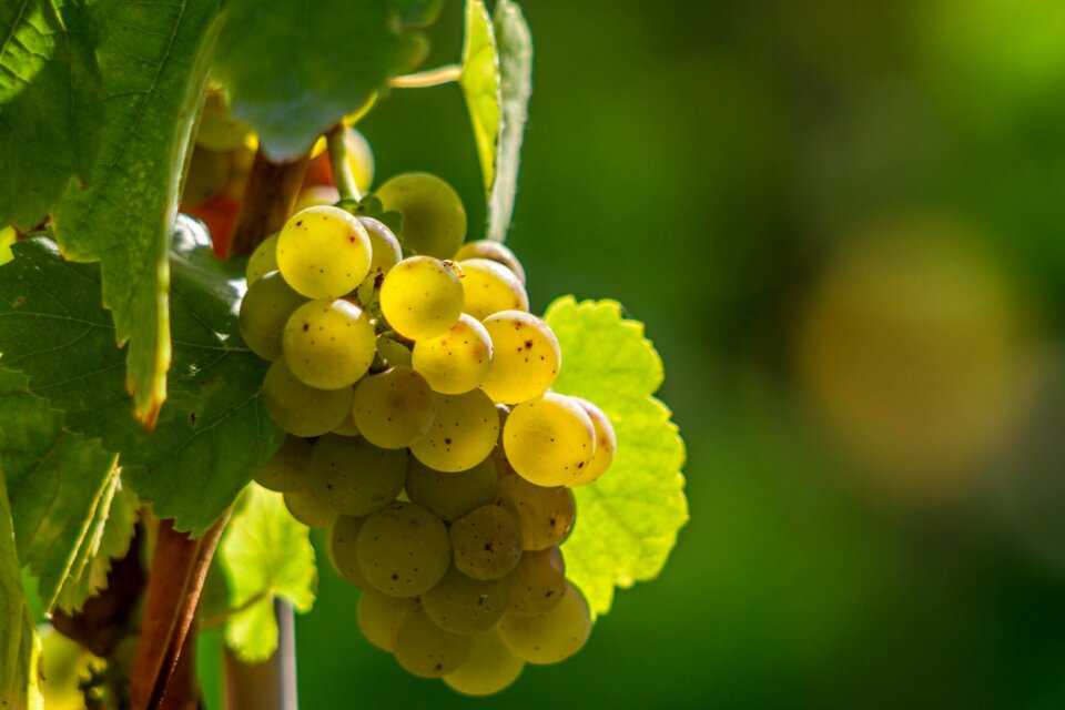 Green yellow green grapes