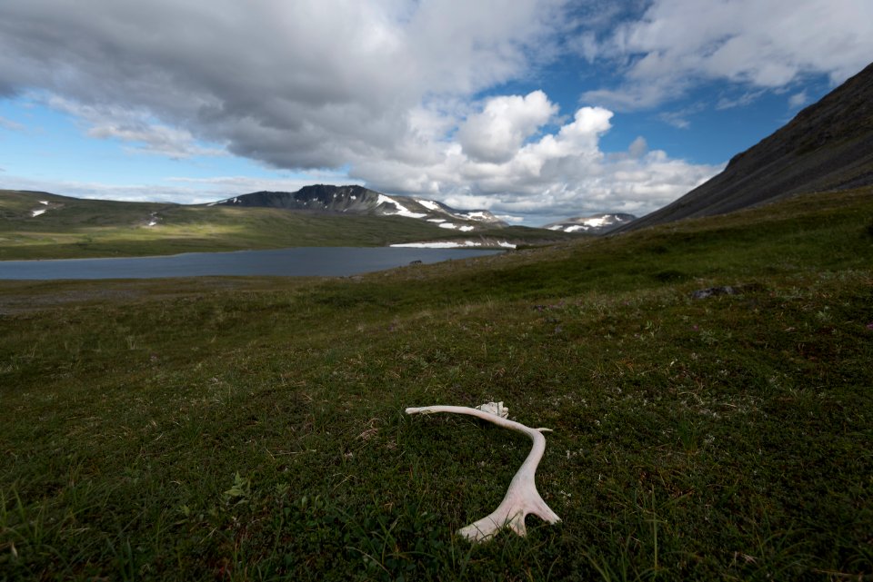 A caribou antler rests on tundra at a backcountry lake NPS Photo/Russ Taylor