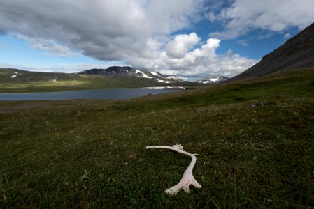 A caribou antler rests on tundra at a backcountry lake NPS Photo/Russ Taylor