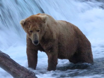 Bear #480