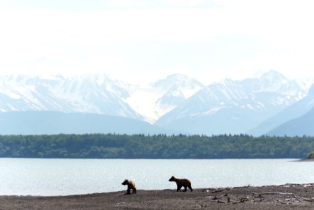 KATM Two subadult bears look for danger NPS Photo/R. Taylor