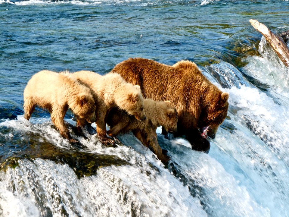 402 teaches her yearlings to fish  NPS Photo/ N. Boak