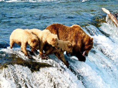 402 teaches her yearlings to fish  NPS Photo/ N. Boak