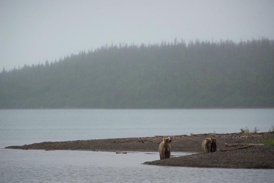 Bear 435 Holly & yearling cubs NPS Photo/R. Taylor