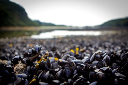 Mussels