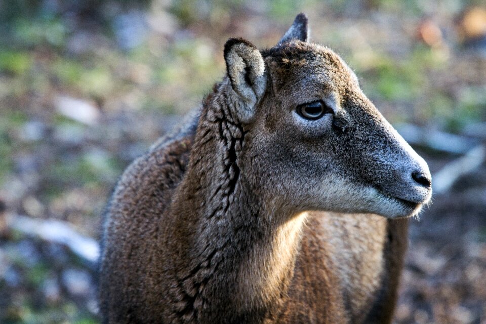 Wild animals female