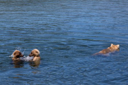 Bear 435 Holly and cubs in the Brooks River NPS Photo/R. Taylor
