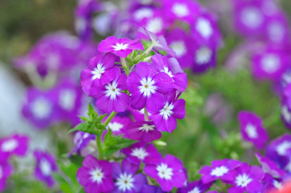 Lilac flower lilac garden lilac gardening photo